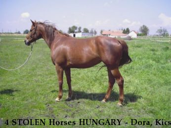 4 STOLEN Horses HUNGARY - Dora, Kicsi, Kis Vihar, Ingrid Near Kunszentmiklos , Bcs-Kiskun, 6094
